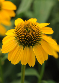 Echinacea Sombrero Lemon Yellow